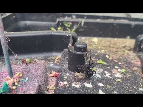 Black Widow Battling Ants Inside Rodent Bait...