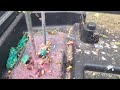 Black Widow Battling Ants Inside Rodent Bait Station in Princeton Junction, NJ