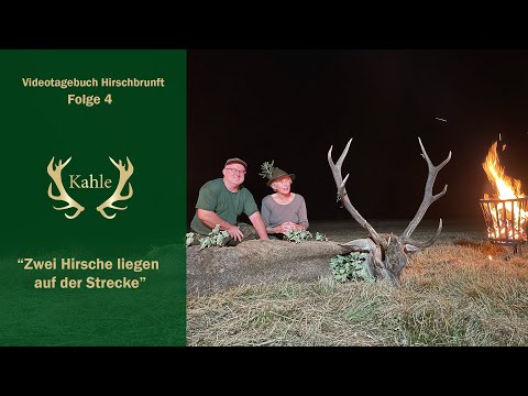 Zwei Hirsche liegen auf der Strecke - Pommern - Polen