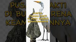 Download lagu KUNTUL_ PUSAKA SAKTI UNIK DI BURU KARENA KEAMPUHANNYA #shortviral #kisahtanahjawa #pusaka mp3