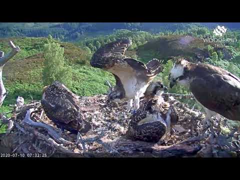Early morning wing practice - osprey chicks learn to fly - Loch Arkaig Osprey Cam (202)