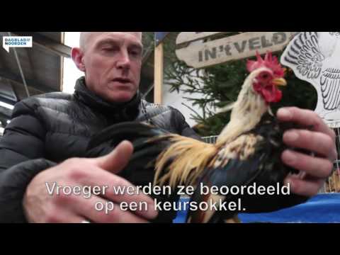 , title : 'De kleinste kip ter wereld bij Kleindierenshow Midden-Drenthe'