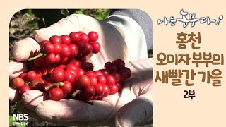 [나는농부다 216회 2부] 홍천 오미자 부부의 새빨간 가을