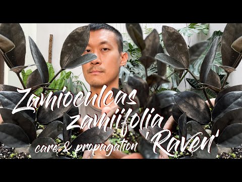 Zamioculcas zamiifolia 'raven' care and propagation in water and soil (with 1 year update!)