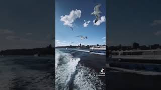 Download lagu I CAN SEA CLEARLY NOW #shorts #shortsvideo #shortsfeed mp3