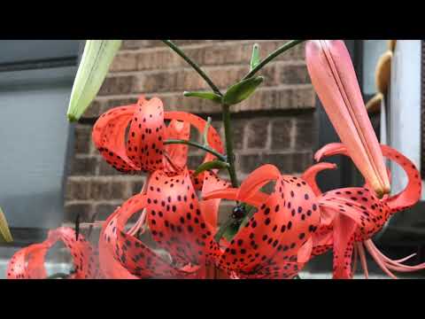 The Joy Project Go Fund Me