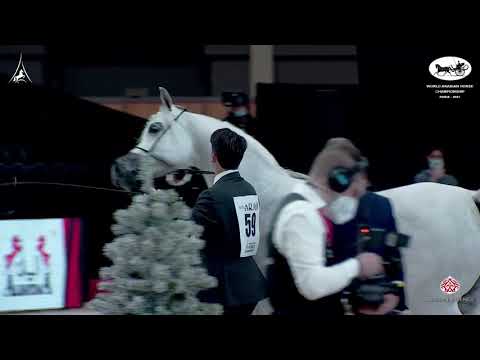 N 59 MOZN ALBIDAYER   World Arabian Horse Championship 2021   PARIS   Senior Mares Class 3A
