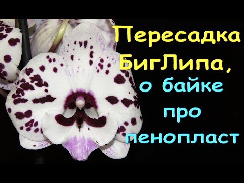 ОРХИДЕИ:пересадка БигЛипа.БАЙКА про ПЕНОПЛАСТ "под попу".