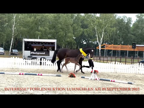 SECRET'S SURPRISE - Siegerhengstfohlen Dressur bei der Luhmühlener Fohlenschau 2023