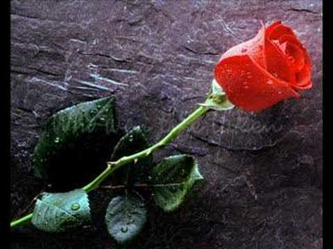 The Rose Thumbnail