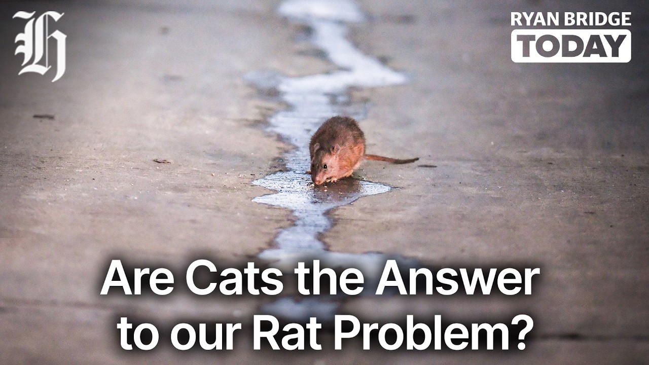 Are cats the answer to our rat problem? | Ryan Bridge TODAY
