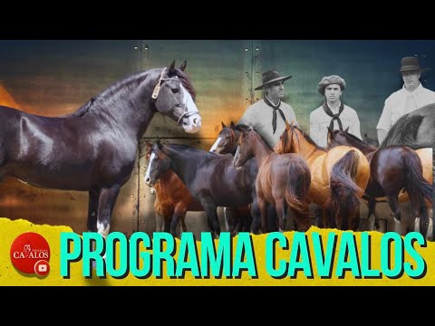 The greatest champion of the Golden Reins competition in one of the most important Criollo horse ...