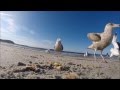 Feeding Seagulls At The Beach 2