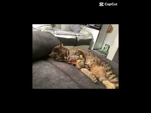 No wonder Marnoo sleeps on my lap(by Abdul Saboor)😨😶‍🌫️😱