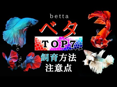 ベタの魚の名前