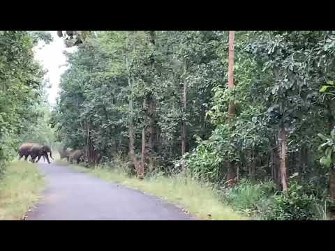 elephant cover the road