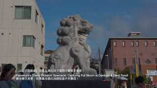 【鎌倉の桜絶景】段葛＆源氏池で満開の瞬間を撮影！Kamakura’s Cherry Blossom Spectacle: Capturing Full Bloom!