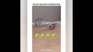 help....🤣🤣🤣🤣#funny#comedy#viral#tiktok#cat#cartoon#capcut#cats#catshorts#share#duet#shorts#highlight