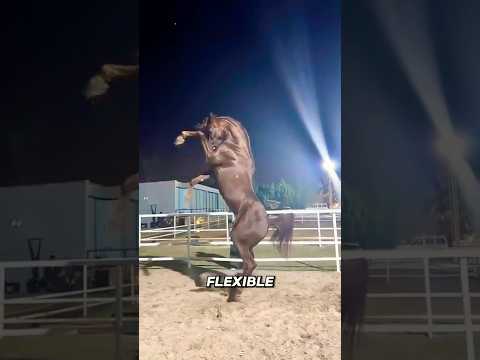 What's So SPECIAL About Arabian Horses?