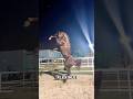 What's So SPECIAL About Arabian Horses?