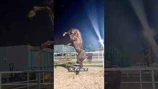 Download lagu What's So SPECIAL About Arabian Horses? mp3