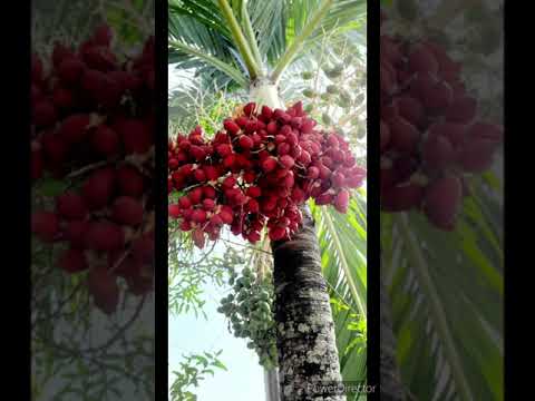 Supari / Betel nut  #shorts