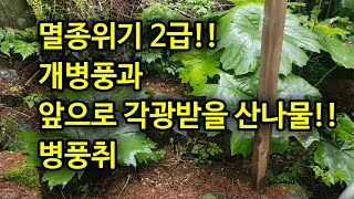 멸종위기 2급 개병풍과 앞으로 각광받을 산나물  병풍취입니다
