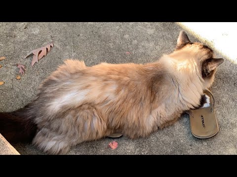 16-Year Old Ragdoll Cats Outside
