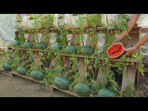 You just need to do this way watermelon will be very succulent sweet grow watermelon in pallets