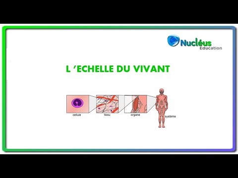 L'échelle du vivant