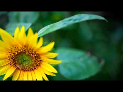 top 5 colour ful flowers.........