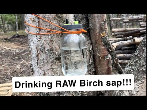 Fresh Birch tree sap! How to tap it