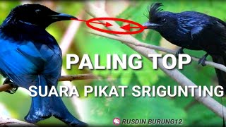 Download lagu Paling Top 👍 SUARA PIKAT SRIGUNTING UNTUK SEMUA JENIS BURUNG #suarapikatsrigunting mp3