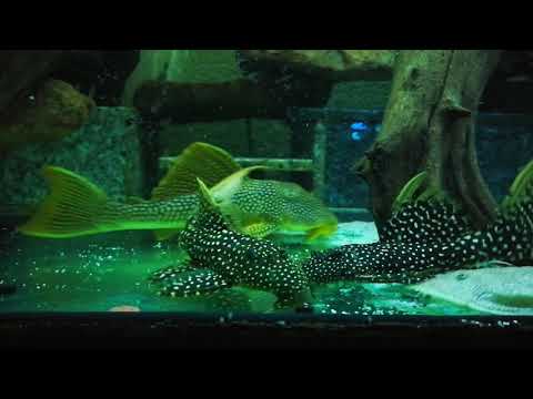 L-14 Scobiancistrus Sonnenwels.