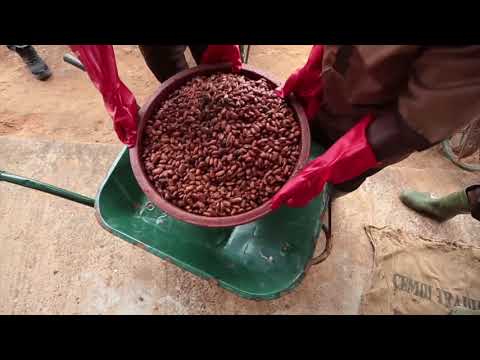 Banana Chocolate Ice Cream