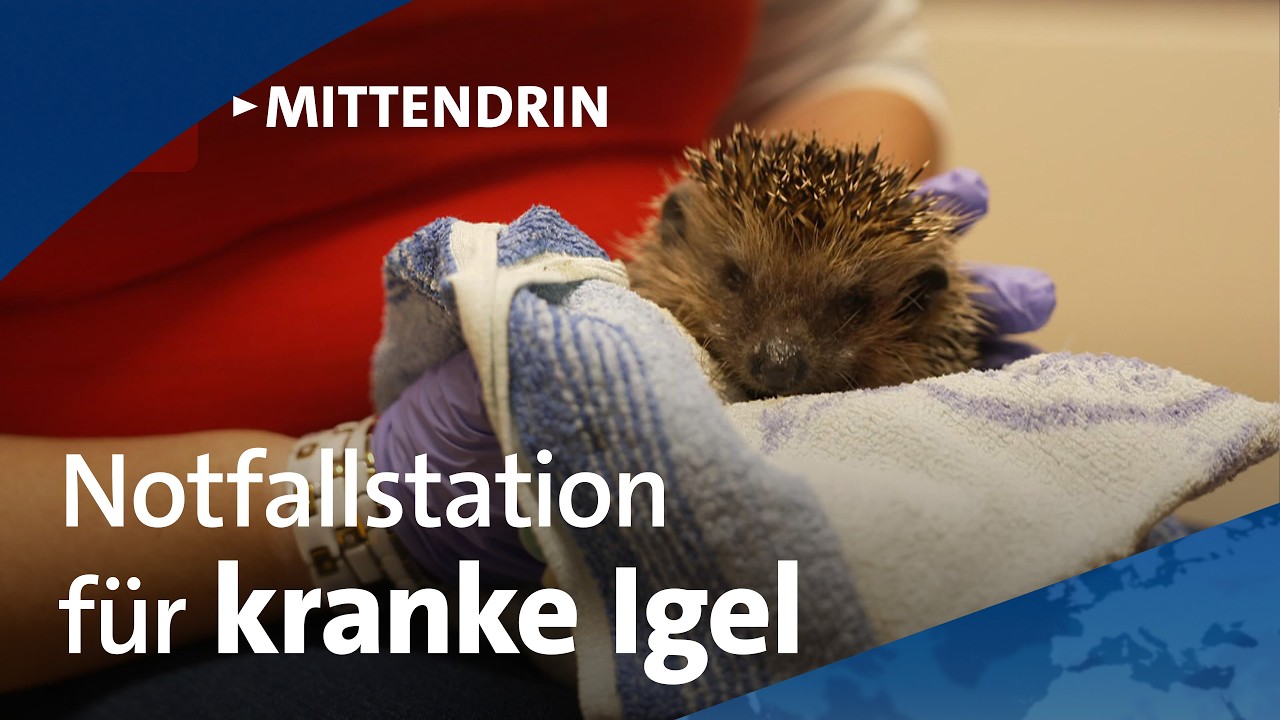 Radebeul: Ehrenamtliche päppeln Igel auf | tagesthemen mittendrin