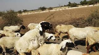 preview picture of video 'Marwari Sheep farming | Sojat'