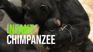 It's a girl! Chimpanzee born at the Saint Louis Zoo