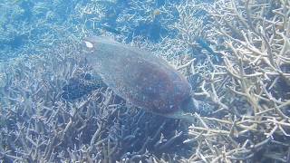 preview picture of video 'Turtle in Tioman - scuba diving (Renggis) - Tioman Island Trip (Malaysia)'