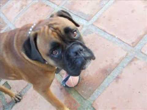 Attacking dog:can you feel the love tonight