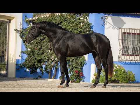 Horse for Sale |  Piro-Free Black LusoWarmblood: Lusitano Mind with Warmblood Athleticism (REF#1035)