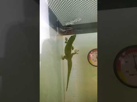 Gecko Drinking
