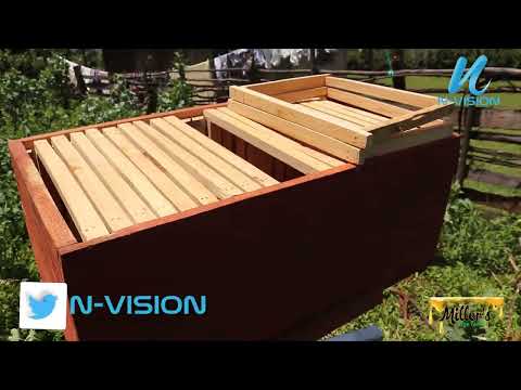 Mazing way to trap bees | Bait hive guide