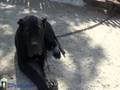 Visit to the King Zulu Kennel - Presa Canario (Madrid ...