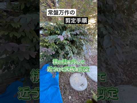 美しく親密なコーナーを作成するには、生垣としてどの常緑低木を選択すればよいでしょうか?庭やバルコニーの 7 つの安全な値  庭園