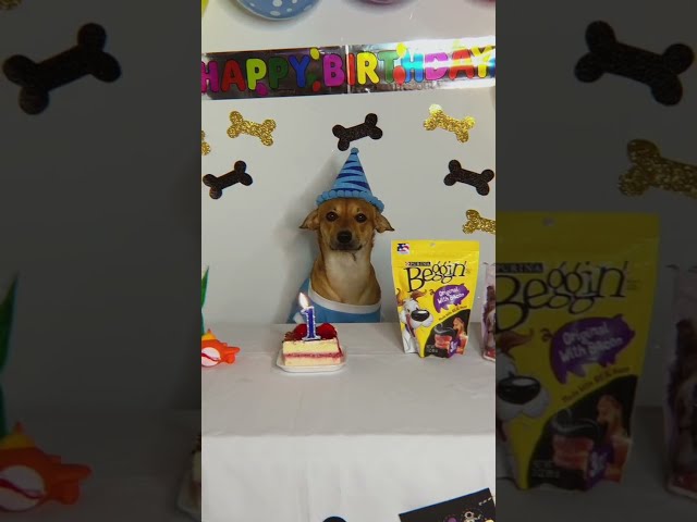 Vídeo relacionado con W WIDMANN MILANO Party Fashion - 2637H - Sombrero de cumpleaños, tarta de cumpleaños, tocado, cumpleaños, fiesta de cumpleaños, fiesta