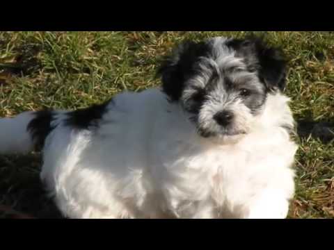 60 Seconds Of Cute Havanese Puppies!