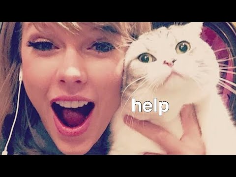 Taylor Swift being bullied by her cats for 2 minutes straight