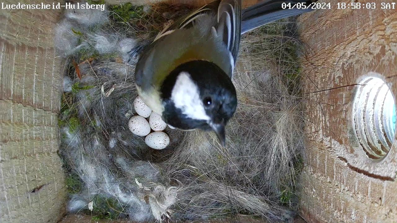 Kohlmeise legt 6 Eier ins überbaute Blaumeisennest | 04.05.2024