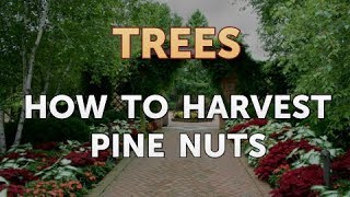 How to Harvest Pine Nuts
